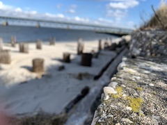 Flavoplaca flavocitrina