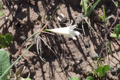 Cyrtanthus loddigesianus
