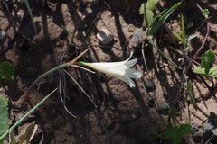 Cyrtanthus loddigesianus