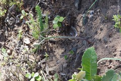 Cyrtanthus loddigesianus