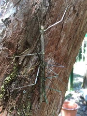 Leiophasmatinae