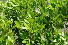 Allophylus natalensis