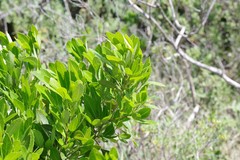 Allophylus natalensis