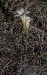 Cyrtanthus loddigesianus