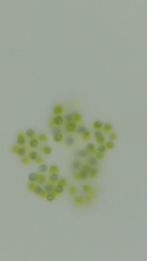 Chlorophyceae