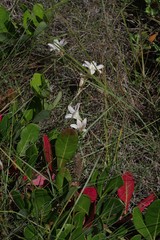 Cyrtanthus loddigesianus