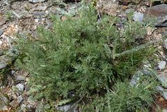Artemisia sogdiana