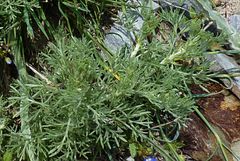 Artemisia sogdiana