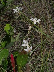 Cyrtanthus loddigesianus