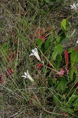Cyrtanthus loddigesianus
