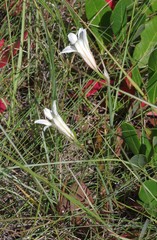 Cyrtanthus loddigesianus