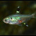 X-ray Tetra - Photo (c) Blair Chen, some rights reserved (CC BY-NC-SA)