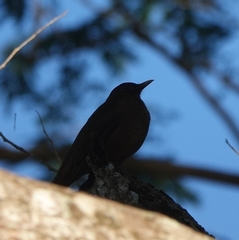 Turdus grayi
