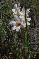 Cyrtanthus loddigesianus