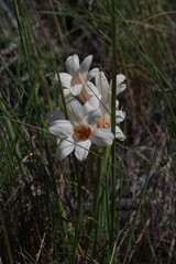 Cyrtanthus loddigesianus