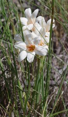 Cyrtanthus loddigesianus