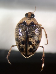 Peltodytes edentulus