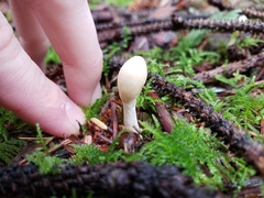 Trichoderma leucopus