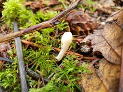 Trichoderma leucopus