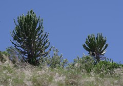 Euphorbia triangularis