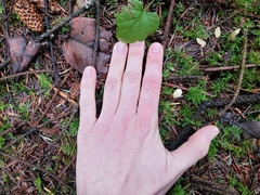 Trichoderma leucopus