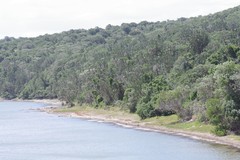 Euphorbia triangularis