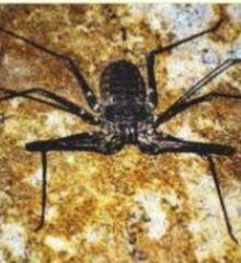 Phrynichidae