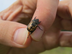 Anisoplia tempestiva