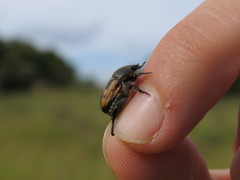 Anisoplia tempestiva