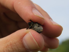 Anisoplia tempestiva