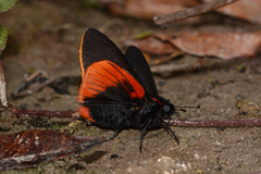 Pyrrhopyge sadia