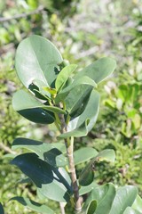 Ficus burtt-davyi