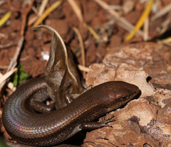 Scincidae