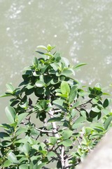 Ficus burtt-davyi
