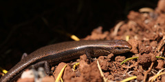 Scincidae