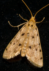 Calamoschoena stictalis