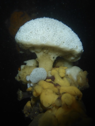 Distaplia occidentalis