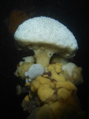 Distaplia occidentalis
