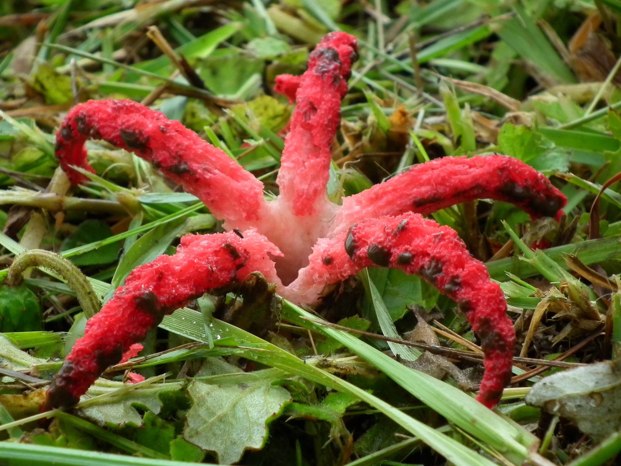 The Devil's Fingers Fungus : r/mycology