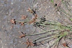 Cyperus rubicundus