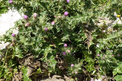Italian thistle