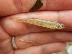Etheostoma chlorosoma