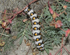 Hyles nicaea