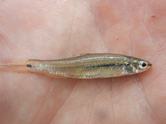 Notropis atrocaudalis