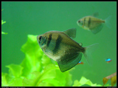 Black Tetra photo 3