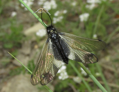 Libelloides ustulatus