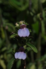 Justicia petiolaris