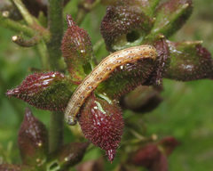 Pyrrhia purpura