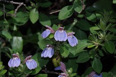 Justicia petiolaris