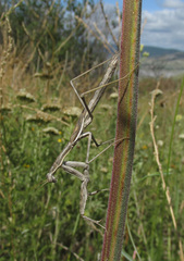 Bolivaria brachyptera